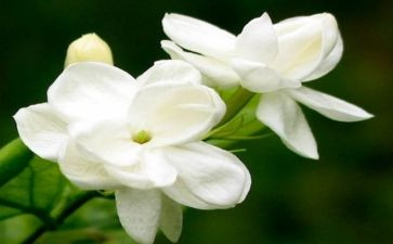 茉莉花大班教案7篇
