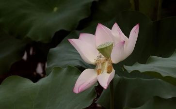 爱莲说教案优秀教案8篇
