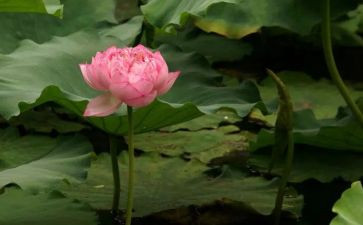 莲花的演讲稿5篇