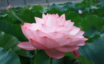小学生以莲为内容的演讲稿8篇