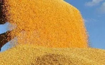 节约粮食教案5篇
