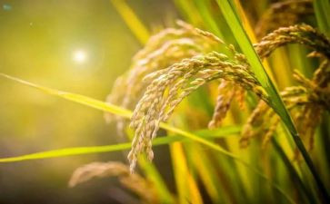 粮食节活动策划8篇