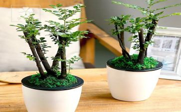 《绿》读后感400字精选5篇