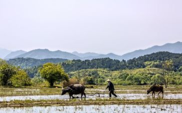 帮父母忙心得体会优质5篇
