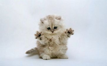 猫读后感300字精选6篇