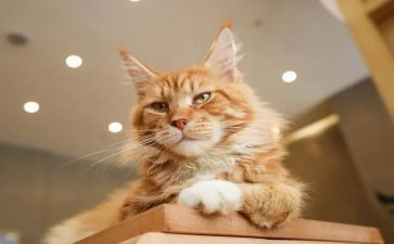 猫的读书心得精选5篇