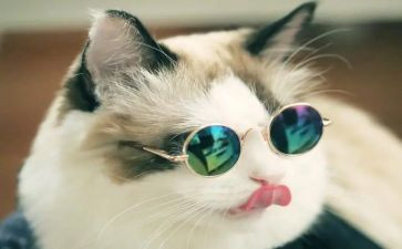 猫的读书心得推荐6篇
