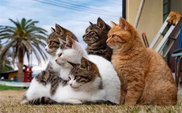 汪曾祺《猫》读后感8篇