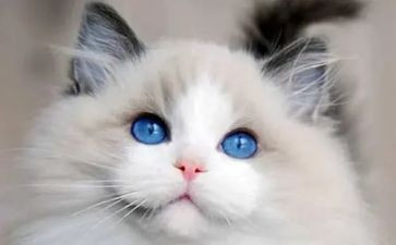 我的猫作文200字7篇