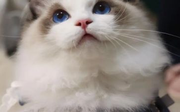 我的猫作文200字优质6篇