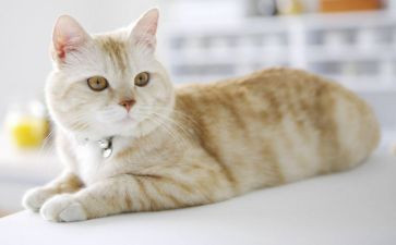 猫读后感300字最新7篇