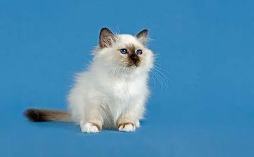 科学猫的教案推荐7篇