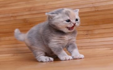 猫的素材,作文精选7篇