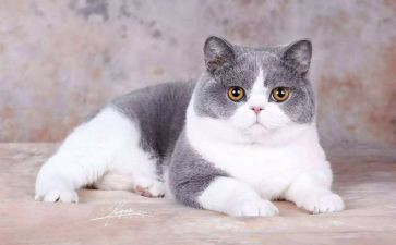 我是猫作文400字优秀6篇