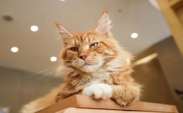小学作文小猫作文通用7篇