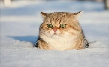 《猫》读后感200字优质7篇