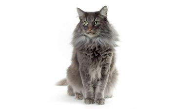 我的猫作文7篇