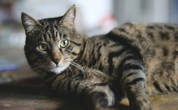 写小猫的作文300字5篇