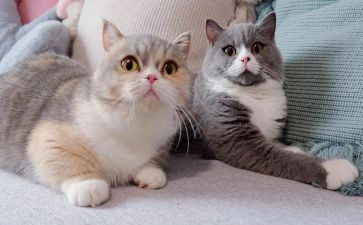 《猫》读后感100字7篇