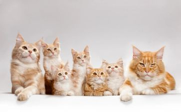《猫》读后感100字推荐8篇