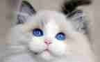 猫的个性作文模板8篇