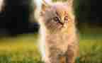 靳以的《猫》读后感200字优质7篇