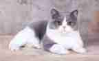 《猫》读后感400字6篇