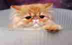 靳以的《猫》读后感200字参考5篇