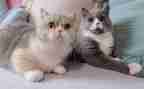 猫读后感300字推荐6篇