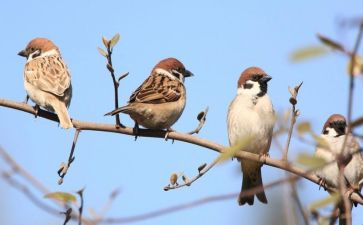 《麻雀》优秀教案5篇