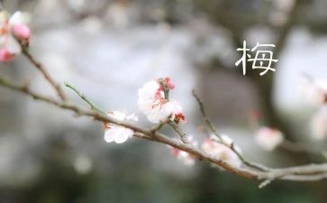 张桂梅事迹材料7篇