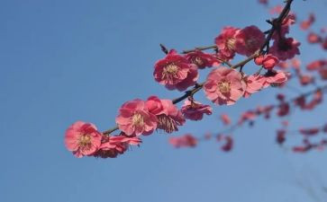 张桂梅个人主要事迹6篇