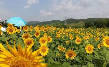 小学美术教师个人教学工作总结7篇