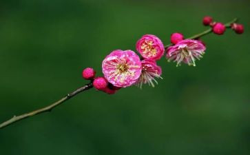 梅花满分作文5篇