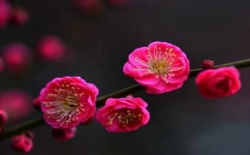 梅花情作文参考8篇