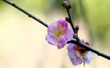 写《梅花魂》的读后感5篇