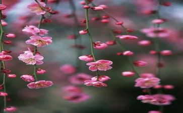 荷花品格梅花精神演讲稿6篇