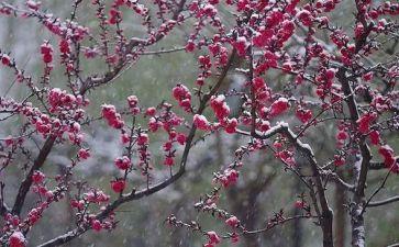 梅花情作文6篇
