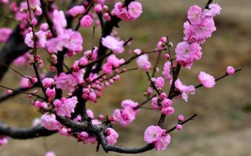读梅花魂后感作文模板5篇