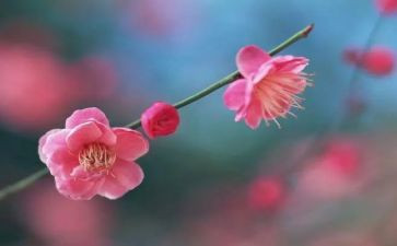 梅花读后感作文7篇