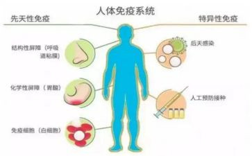 免疫科工作总结最新6篇