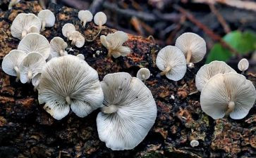 画蘑菇教案5篇