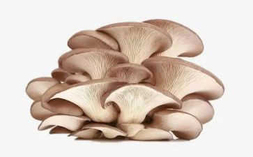 小班蘑菇教案优质6篇