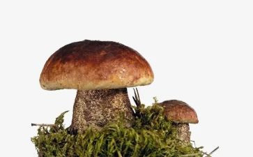 幼儿园语言《采蘑菇》教案5篇