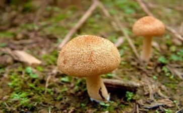 小班采蘑菇的教案8篇