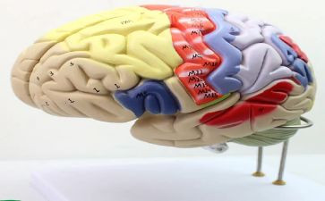 脑外科医生个人总结6篇