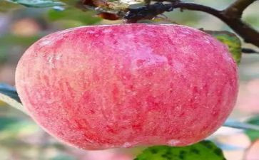读苹果树上的外婆读后感优秀5篇