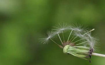 蒲公英的奥秘作文5篇