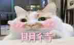我期待的他作文模板6篇