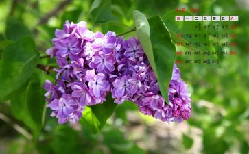 七月份幼儿园大班月计划5篇